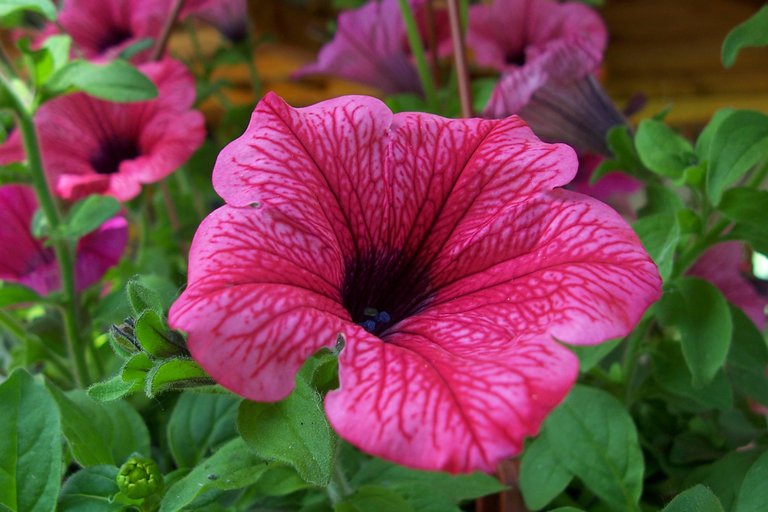 Dui orci ut laoreet libero