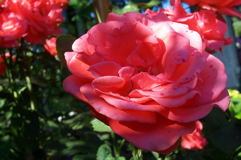 Donec suscipit lacus