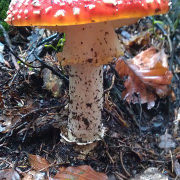 Quis nibh convallis fringilla