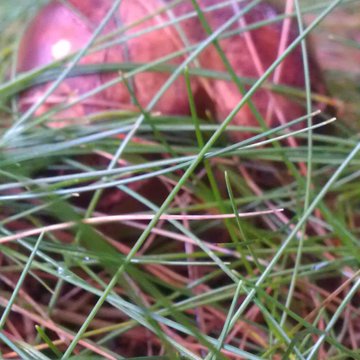 Quis nibh convallis fringilla