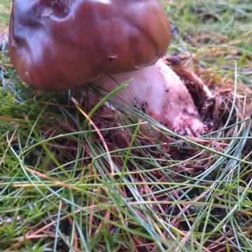 Quis nibh convallis fringilla