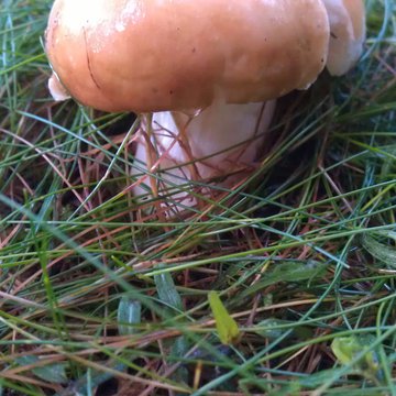 Quis nibh convallis fringilla